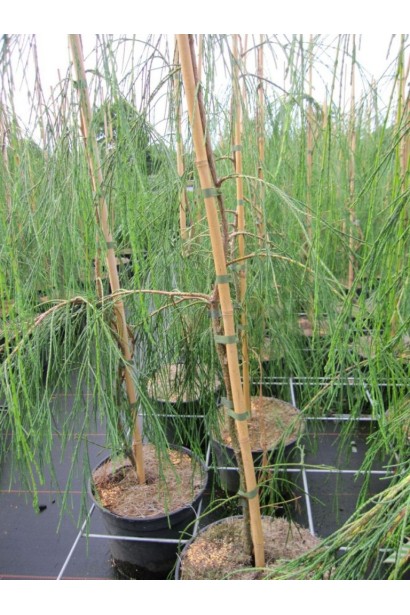 Кипарисовик Imbricata Pendula - саджанці в садовому центрі